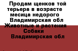 Продам щенков той-терьера в возрасте 2,5месица недорого. - Владимирская обл. Животные и растения » Собаки   . Владимирская обл.